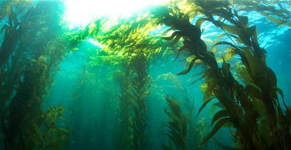 据说马尾藻海是地球上最危险的海，无人敢踏足，这是真的吗？