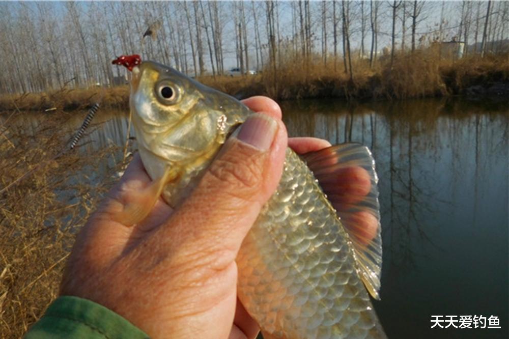 |冬季野钓聚鱼是难点，自从用了这3招，别人只能看你连竿