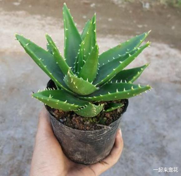 3种花定要在卧室养几盆，好养好看吸甲醛，还能睡个安稳觉