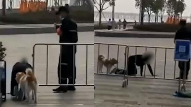 网曝深圳一女子和狗同拴一根绳跪地爬行,边爬边学狗叫,警方:已找到女子问询