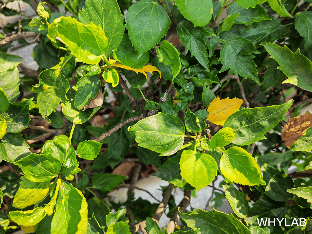 荣耀magic|荣耀 Magic4 Pro:或许是荣耀史上最成熟全面的旗舰