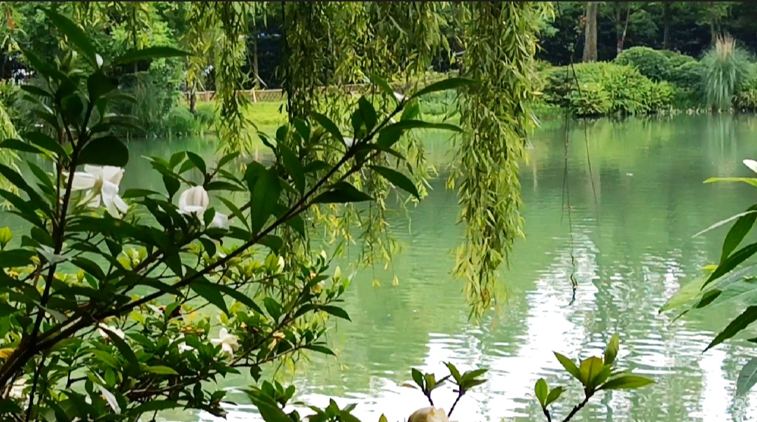 成都|周末到成都南郊公园走一走