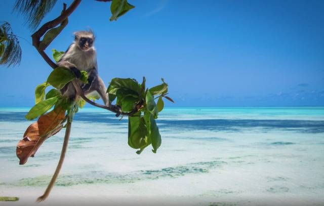 海岛|非洲比马代奢华的顶级海岛,还有家漂浮在海上的梦幻酒店必打卡!