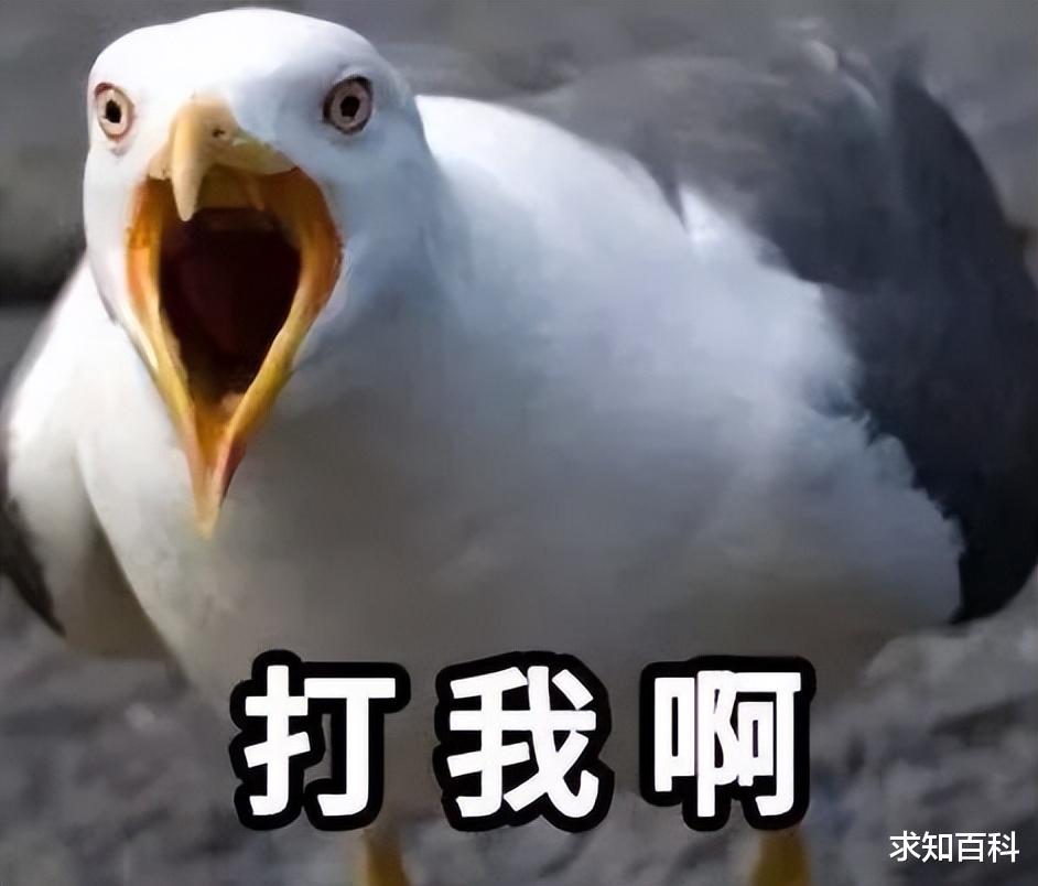 生吞兔子，猎杀海狗，携带超级细菌的猎手海鸥，竟是拜人类所赐