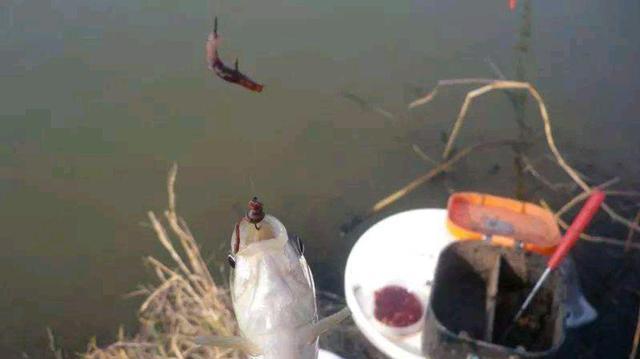 |用蚯蚓钓鱼不注意这五点，鱼再多也不一定钓多鱼