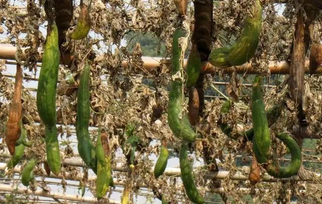老话“秋败茄子似毒药,秋败丝瓜似良药”啥意思?为啥秋茄子有毒