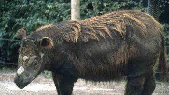 已灭绝50万年的“驴头狼”，现如今出现在神农架，这是在警示什么？