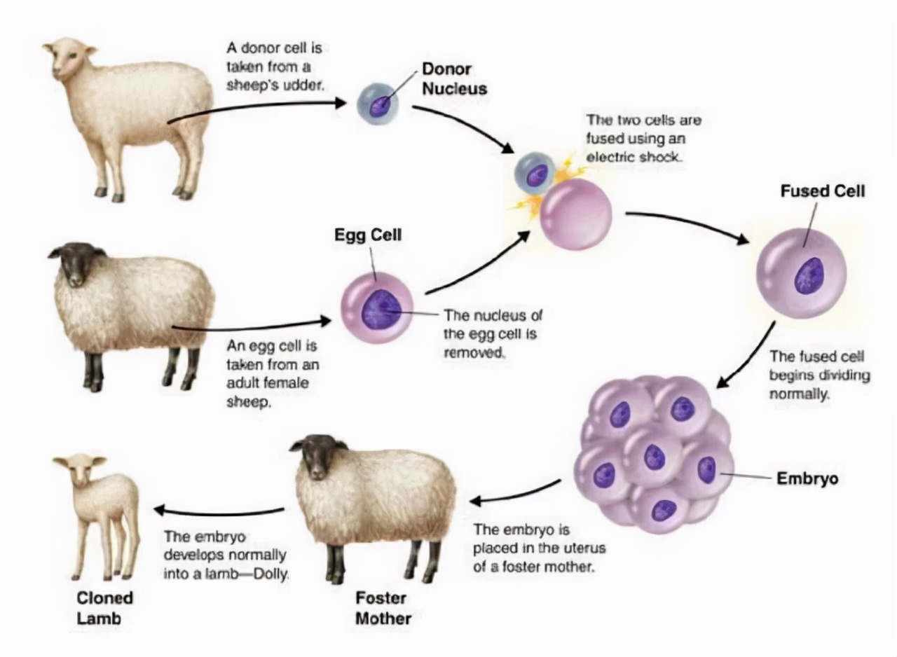 20多年前就造出克隆羊，为何不敢克隆人？“多莉”羊的下场有多恐怖？