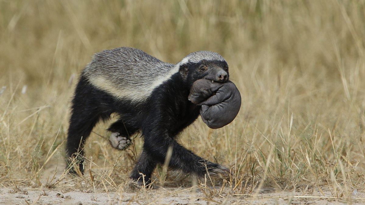 非洲有种动物,性格凶狠手段毒辣,一半的后代会被其杀死