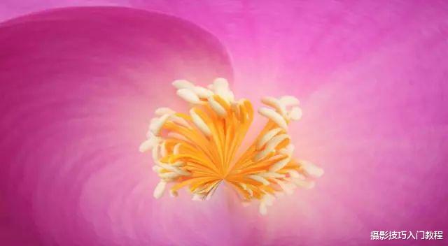 摄影技巧:春天拍花拍腻了?利用微距拍花蕊,比花还好看