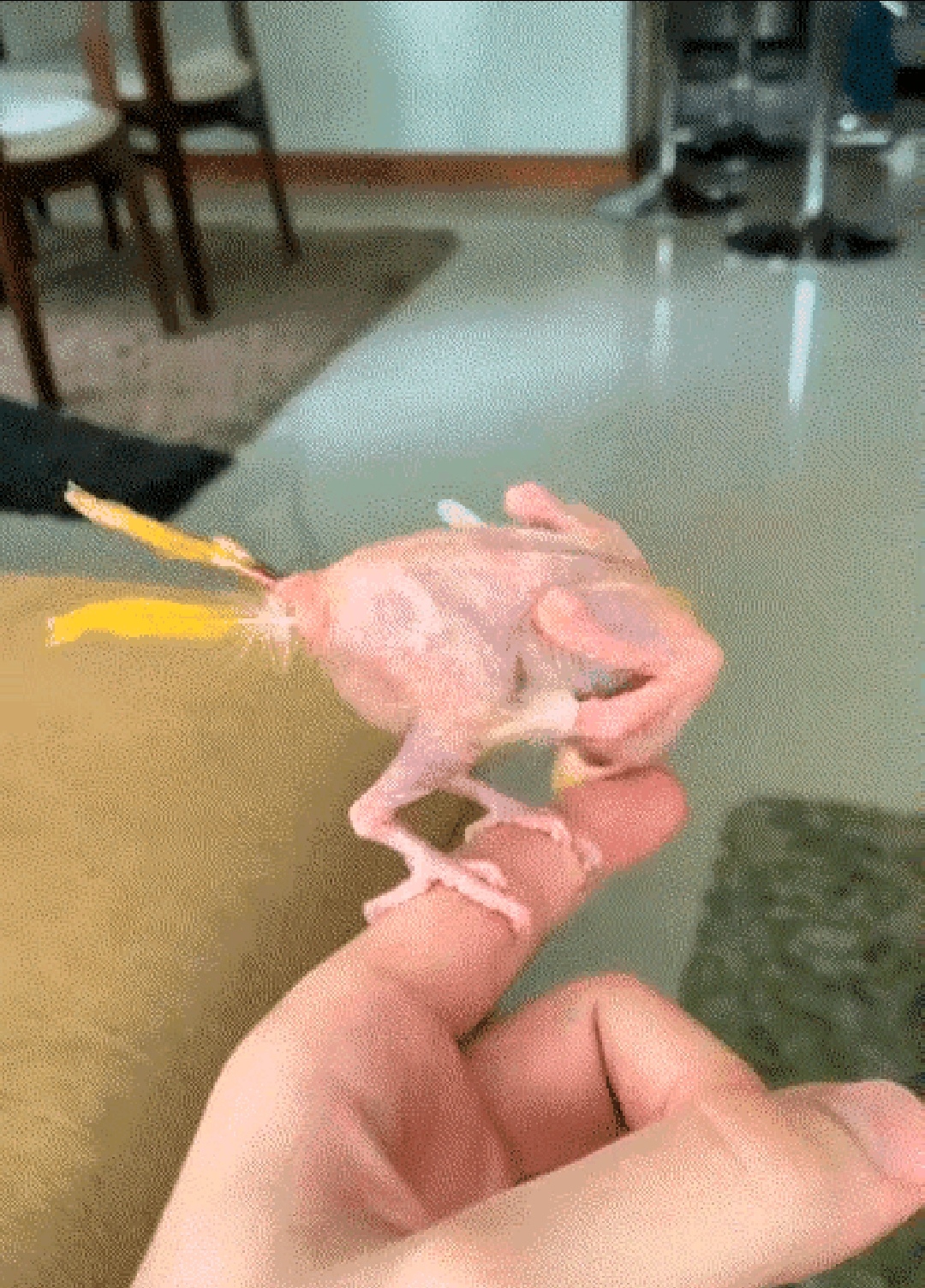 牧风芳华 养了只鹦鹉，竟然把自己的毛拔光了，网友：赶紧给找个伴儿吧