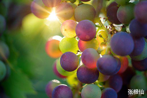 饮食|张根仙:为什么你吃得越好,体质越差呢?其实是你吃错啦!