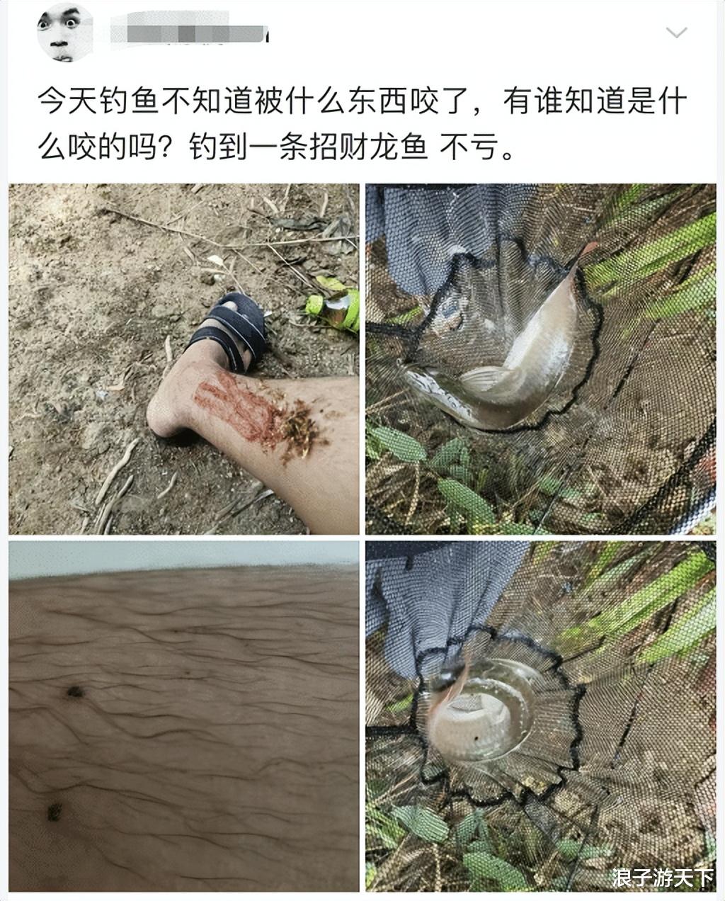 饵料|“钓鱼被咬了，不过钓到了一条招财龙鱼，不亏”评论沸腾了