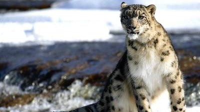 地球危险了？猫科动物集体向高处迁移，玛雅预言或将成真？