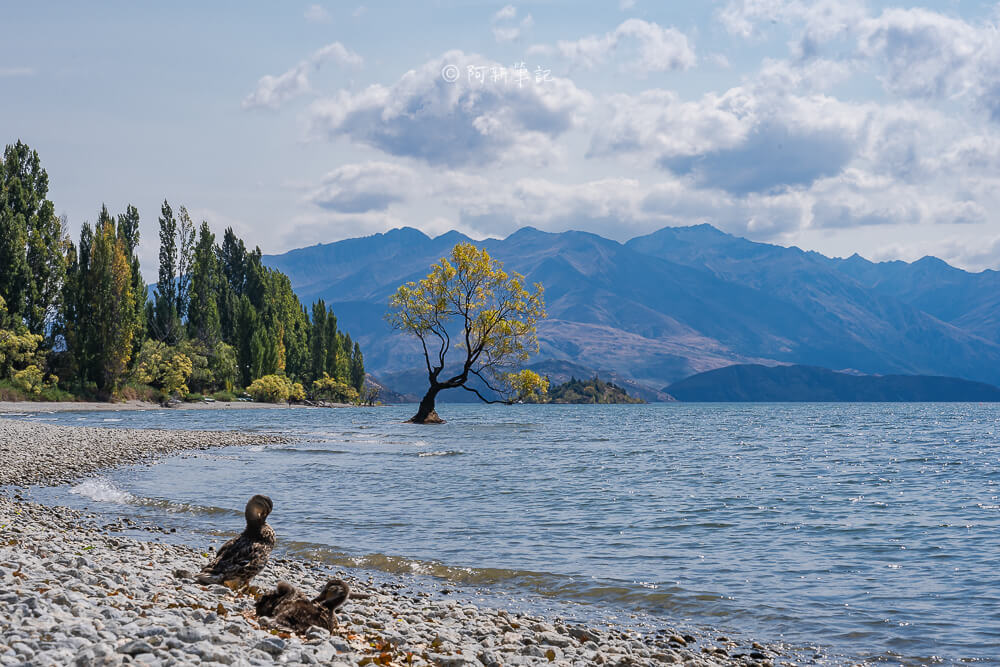 |瓦纳卡度假小镇，纽西兰人的后花园，比皇后镇还悠闲！