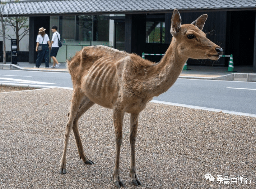 奈良公园|没有中国游客，奈良的小鹿都“瘦骨嶙峋”了