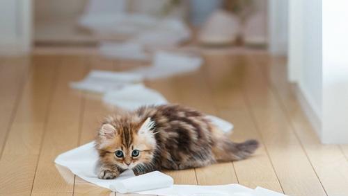 母猫交配结束后,为什么还要不顾一切转头咬公猫?