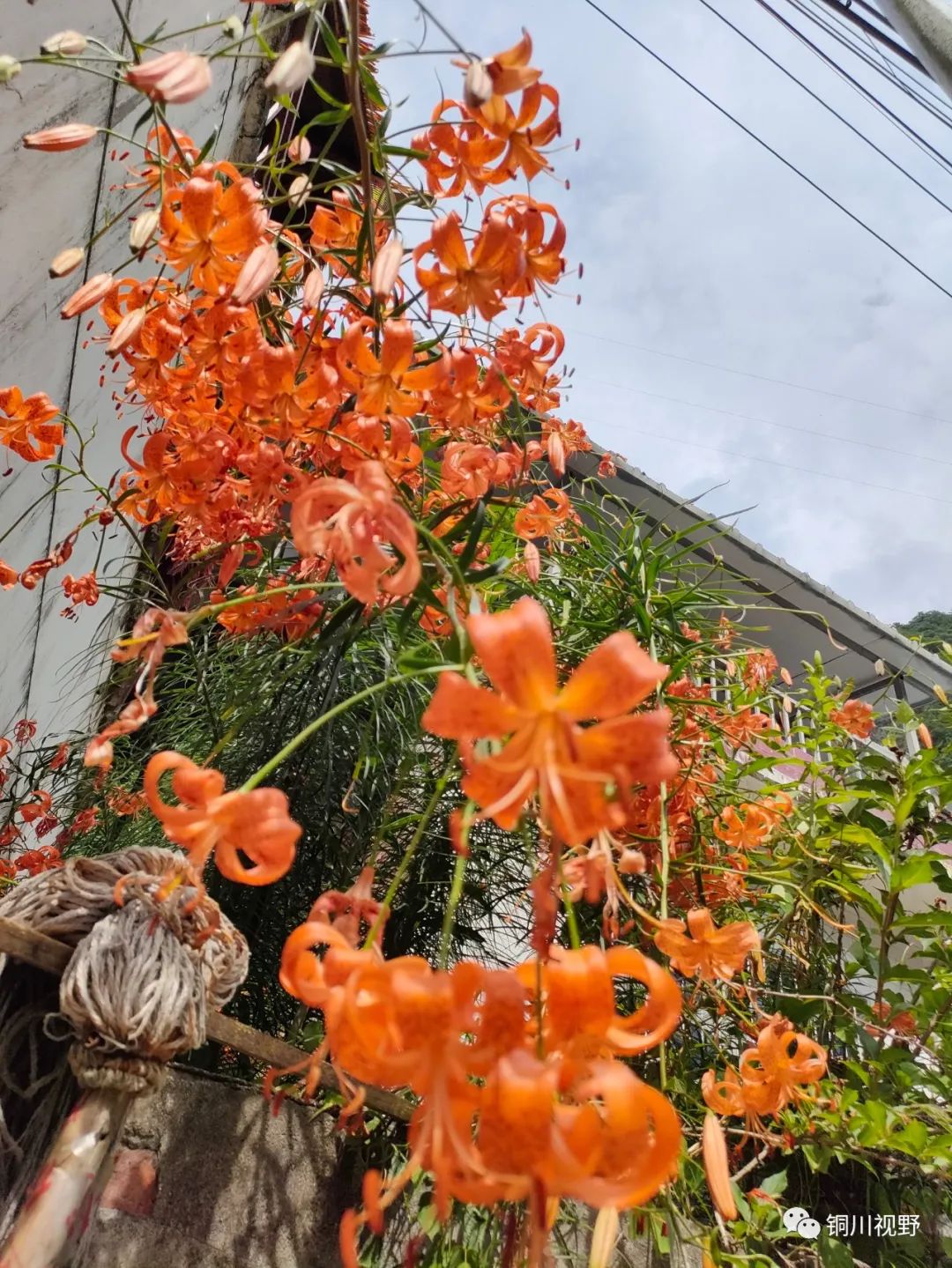 秦岭|秦岭就是森林氧吧，夏天纳凉好去处