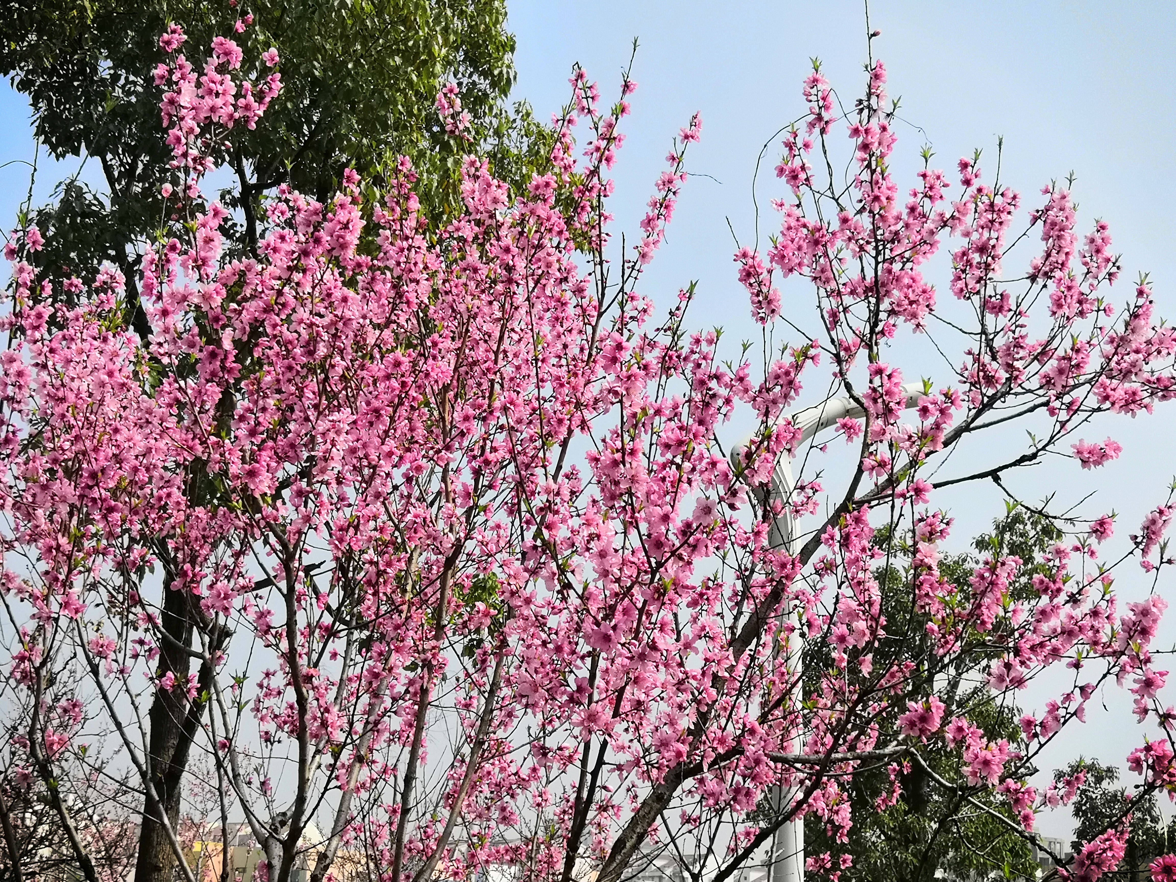 济南|百花盛开的春天来了，阳光下的小路上，与形形色色的过客擦肩而过