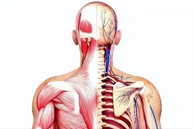 西红柿|背部,人体报警器,这些信息早发现能救命