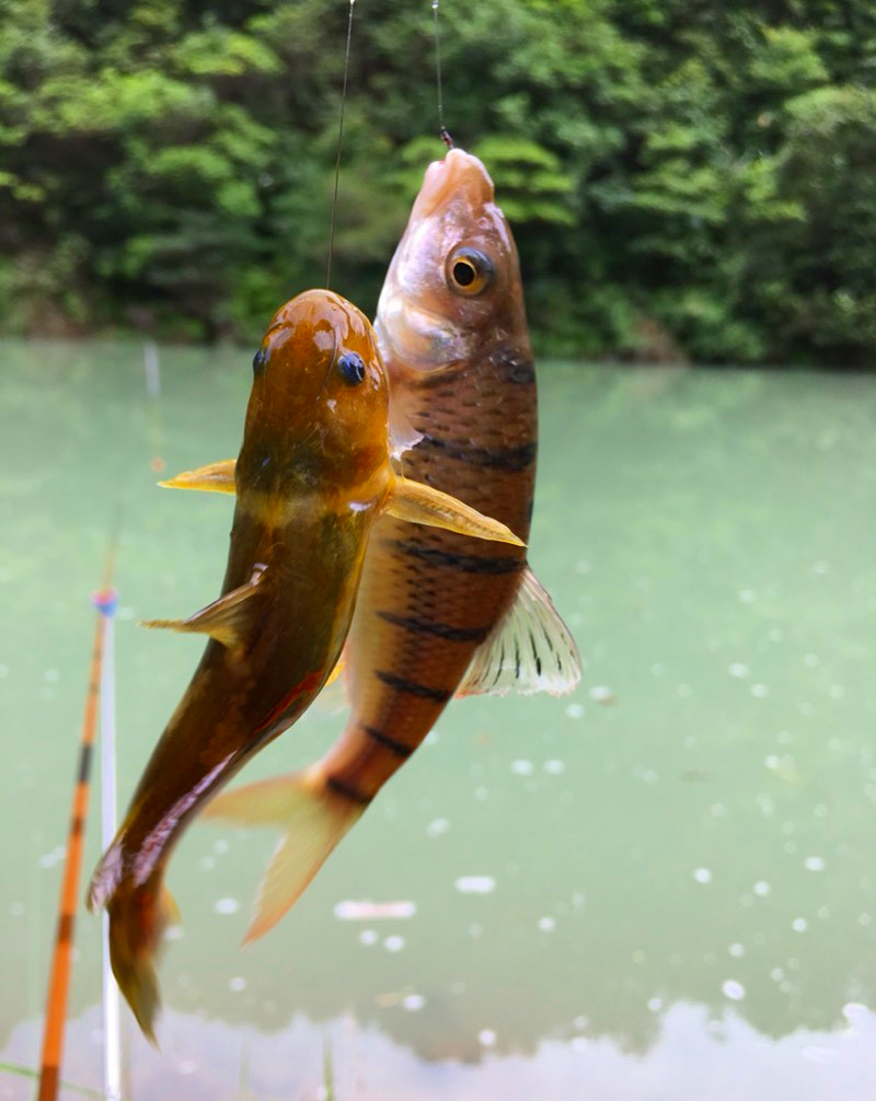 溪石斑鱼:个头虽小,但价格很贵,如果掌握垂钓方法,能赚不少钱