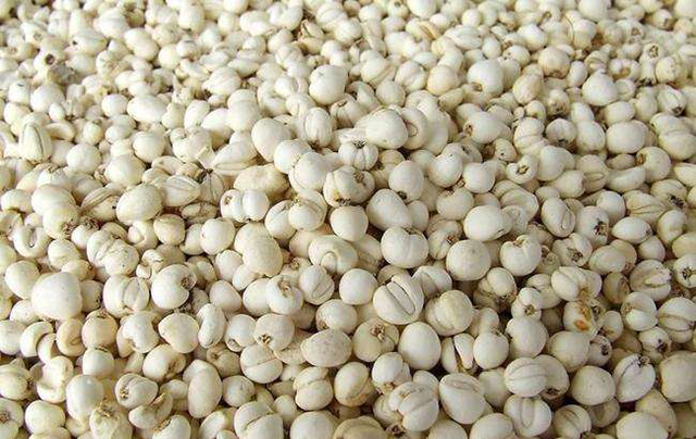 走近中药:都是贝母,浙贝母和川贝母有什么区别?