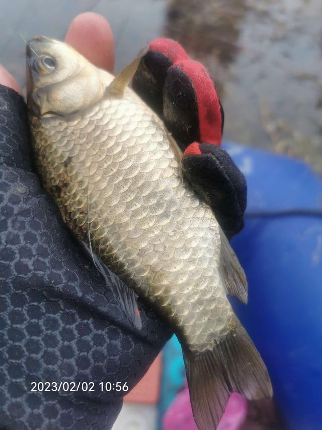 鲫鱼|久违的小野塘，首钓就是开门红