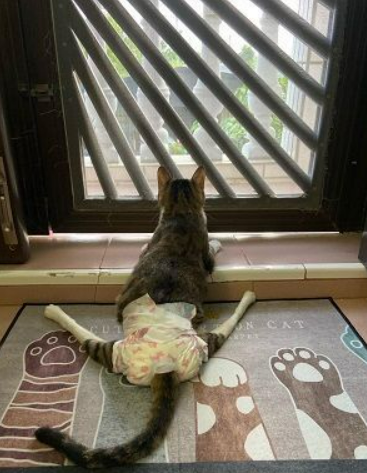 瘫痪猫每天守门口等主人回家，冲第一迎接的可爱背影融化人心！