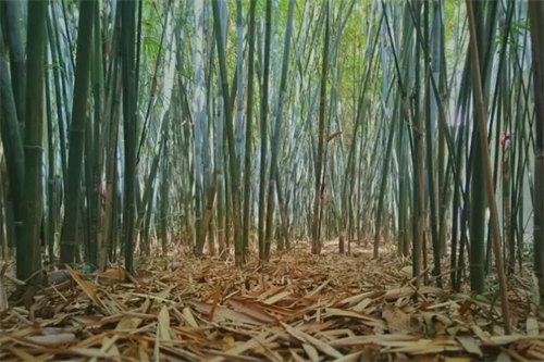 2009年,女子在野外主动求欢,情人以为是温柔乡,不料却是黄泉路