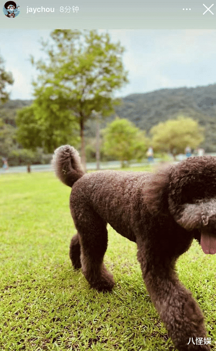 昆凌|昆凌出月子后与周杰伦出游，穿孕妇装身材更显小巧，牛奶肌好惹眼