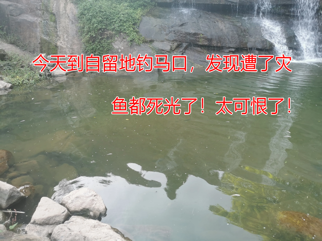 重庆|药工现身, 重庆钓友自留地被下药, 深潭生态灭绝, 寻肇事者希望渺茫