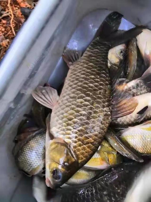 |冬季野钓诱鱼需要搭配，发窝快留鱼也持久