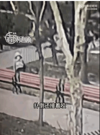北京一女子出门散步时,突然被一条狗扑了过来,女子被狗扑倒后,狗还对其实施攻击行为
