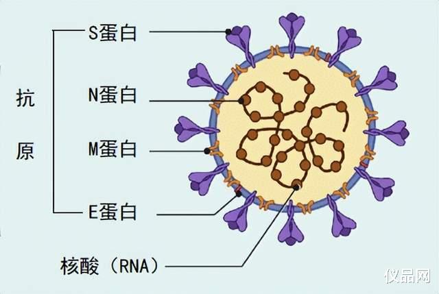 「科普」抗原与核酸哪个更管用?核酸检测结果真实吗?