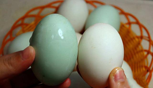 终于明白,青壳鸭蛋和白壳鸭蛋的区别竟这么大!了解清楚,别买错