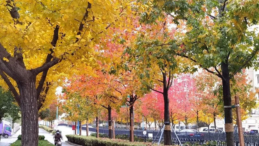 雪乡|奉贤南奉公路上一路枫景，感受初冬的美好