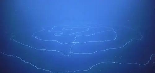 深海中可能存在比蓝鲸还要大的巨型生物吗?为什么?