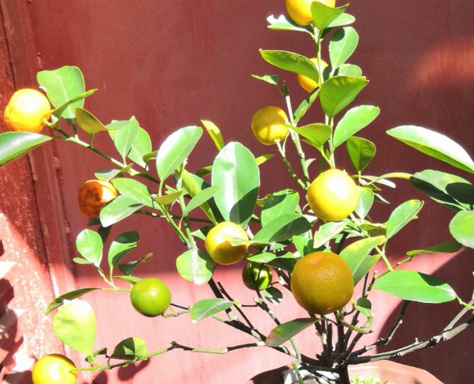 家里养盆“黄金果”,果子结满枝头,养家里福气满满