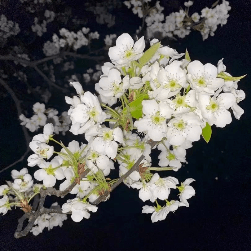 |怎么也飞不出，阿坝州的花花世界~