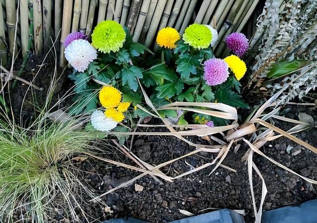 |孙俪的“豪宅”火了，院内摘菜，体验生活，粗茶淡饭，乐在其中