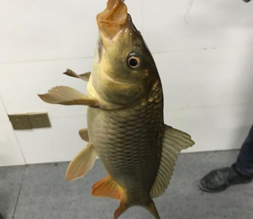 麝香|化绍新说野钓小药没用, 你还在迷信小药么? 野钓就麝香酒和酒米有效