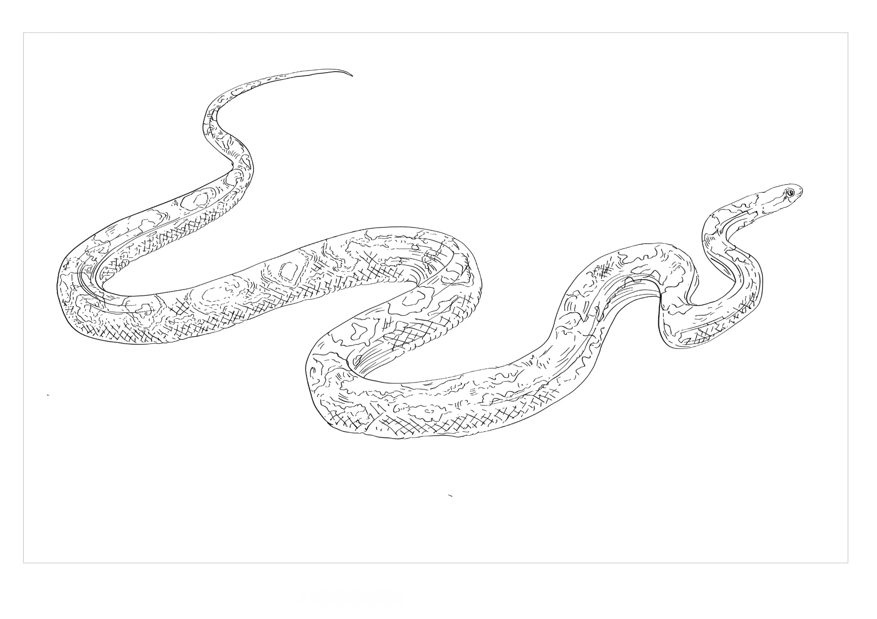 蛇会爬楼?四川某楼房吊顶内发现3条蛇,这么高,蛇怎么上去的?