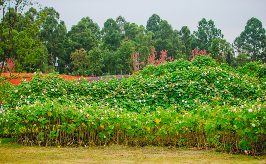 成都|最美蓉城金秋!公园城市5大美景等你解锁→