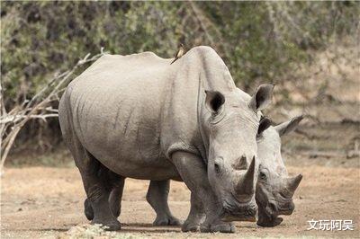 文玩|这些很“刑”的文玩，你知道吗？