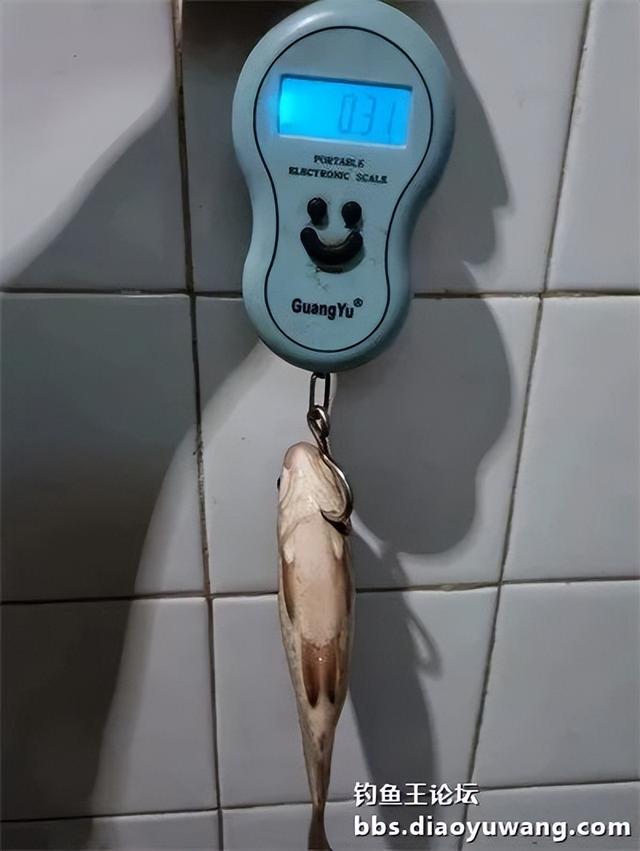 河南|新年首钓爆了护