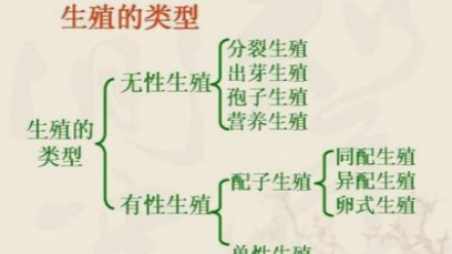 雄性棕袋鼩拥有“逆天”的交配时长,但也因此付出了生命的代价