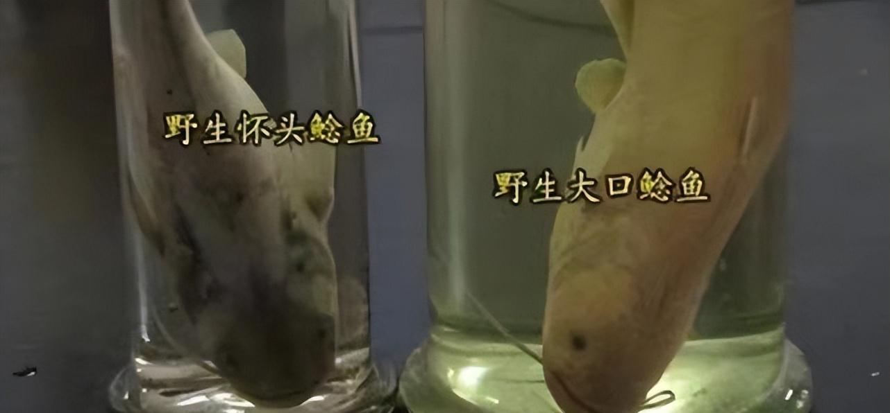 07年湖北男子不顾家人反对,执意养鲶鱼,4年后收入令人瞠目结舌