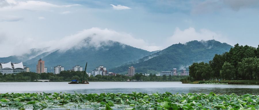 荷花|七月赏花之旅，荷花满塘，荷叶田田，度过一个恬淡美好的夏天
