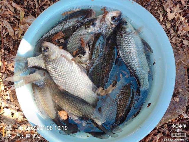 饵料|寒风瑟瑟，钓鲫暖心！
