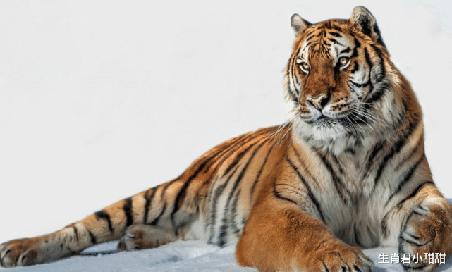 西安|属虎人聪明睿智足智多谋,擅长把握天赐良机,抓住机会职场腾飞